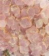 Cobaltoan Calcite Crystals - Bou Azzer, Morocco #80133-1